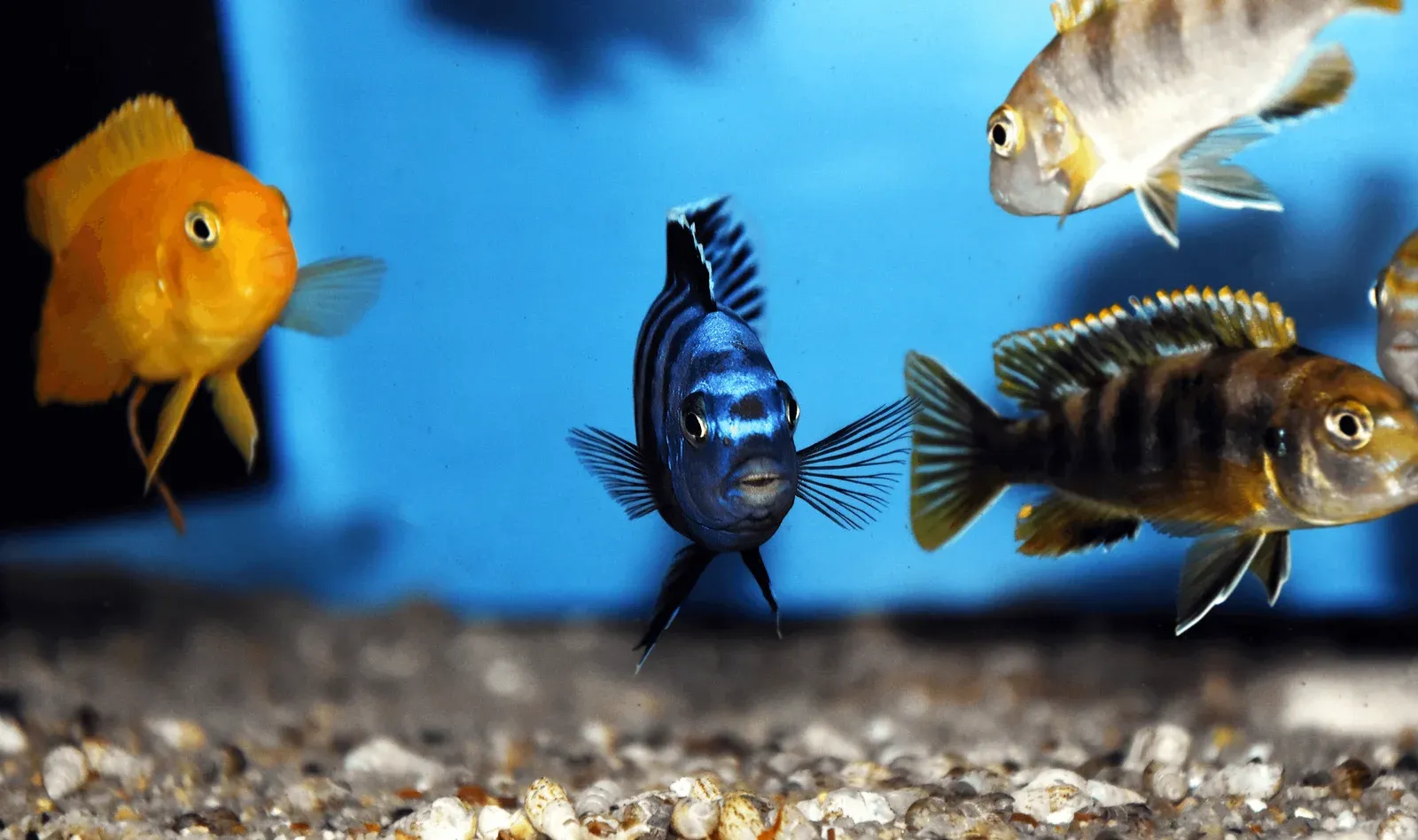 Best Aquarium for Cichlids: Ultimate Guide to Perfect Tanks