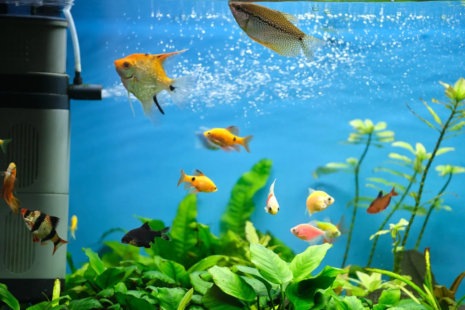 Best Maintenance Practices for Species-Specific Aquariums: Expert Tips