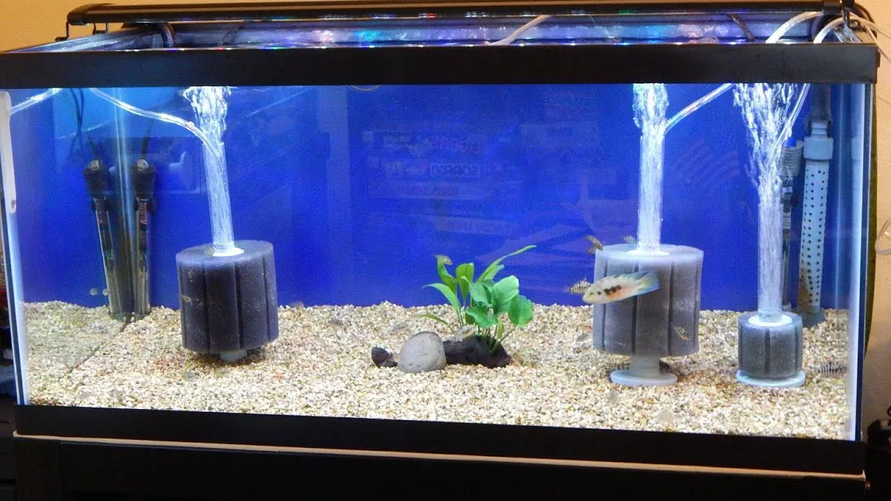 Fish Tank Setup With Air Pump: Ultimate Guide for Healthy Aquariums
