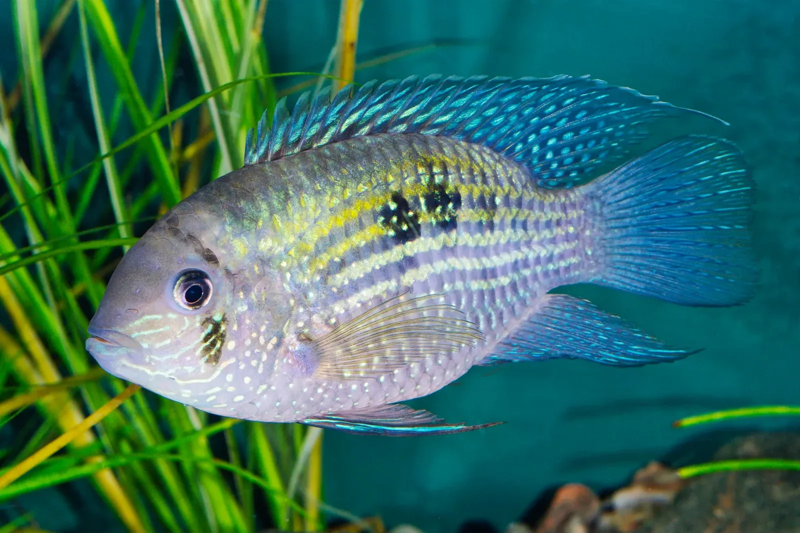 Top 6 South American Cichlids for beginners | Aquadecor LLC