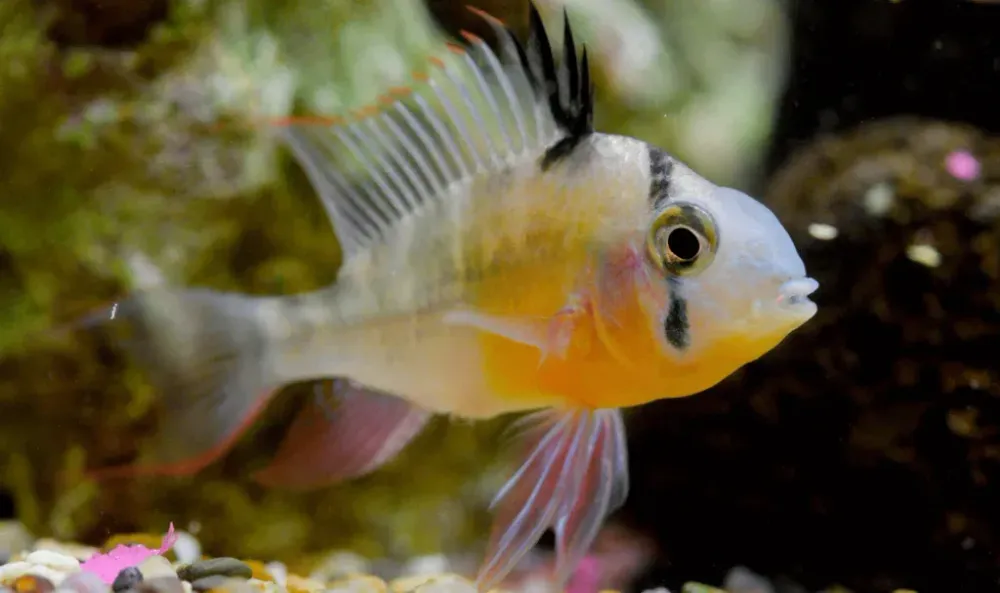 Top 6 South American Cichlids for beginners | Aquadecor LLC