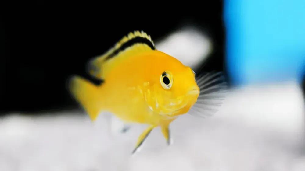 Electric Yellow Cichlid Temperature Range: Optimal Care Guide