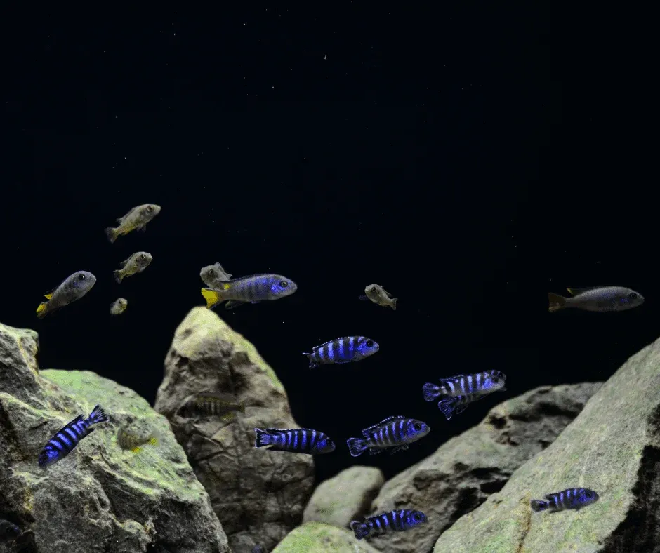 How to Breed Mbuna Cichlids: Ultimate Guide for Success