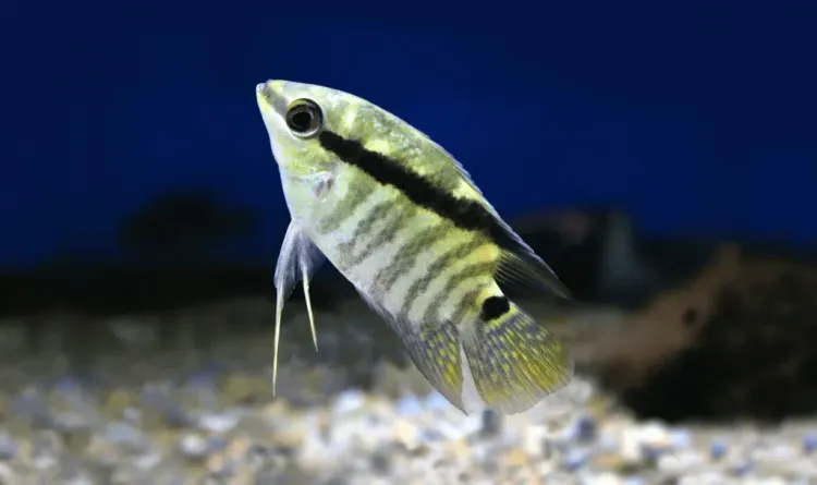 medium_flag_cichlid_b61639228f