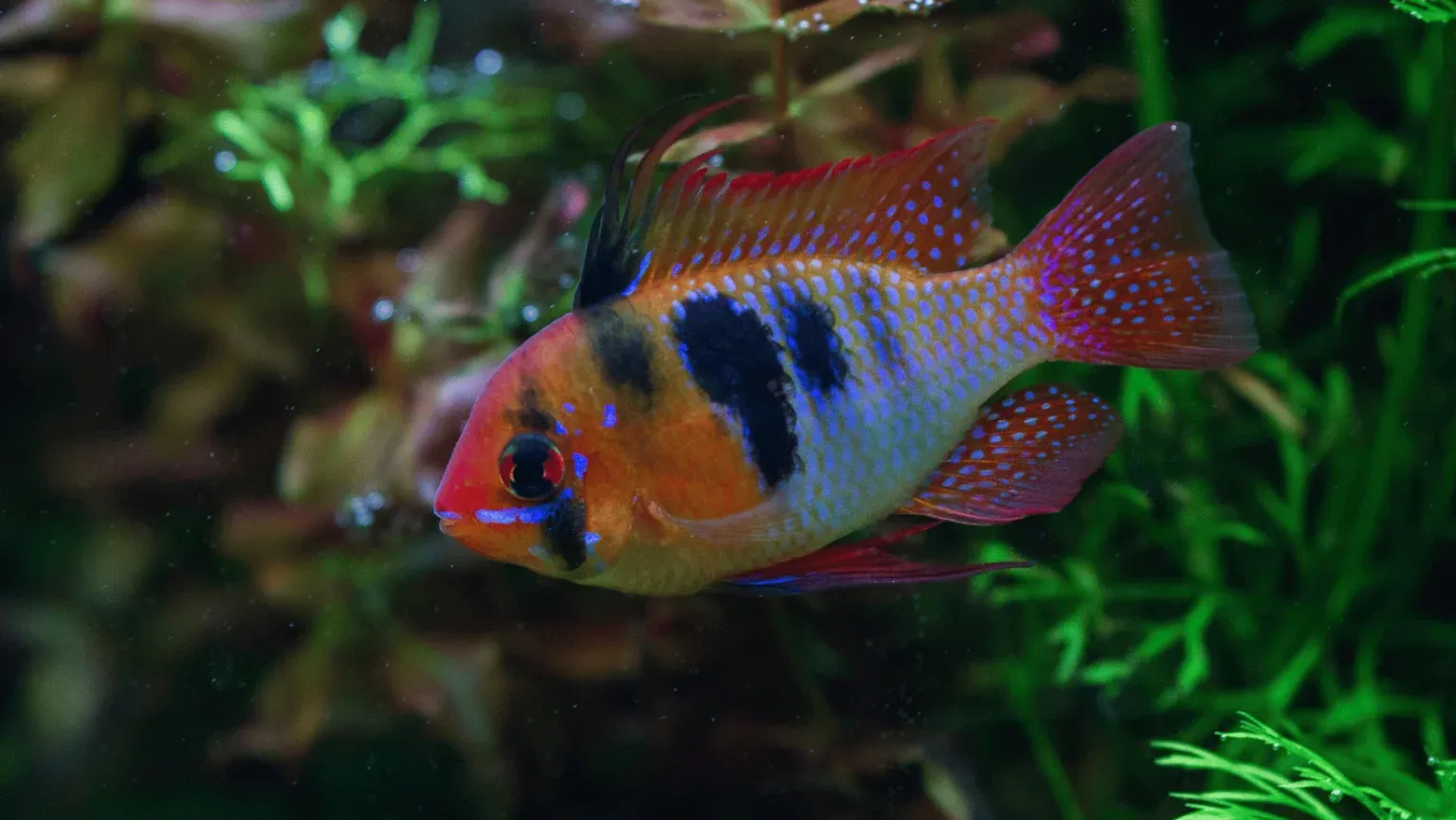Dwarf Cichlid Identification: Ultimate Guide to Spotting Varieties