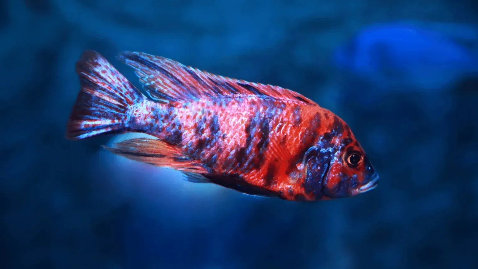 Cichlid Water Parameter Requirements: Essential Tips for Healthy Fish