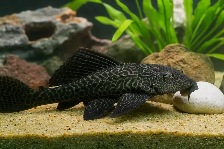 Best Aquarium for Freshwater Plecos: Ultimate Setup Guide