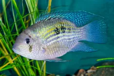 thumbnail_blue_acara_cb4cf9a4e